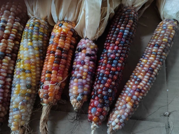 文玩小玉米带皮毛料