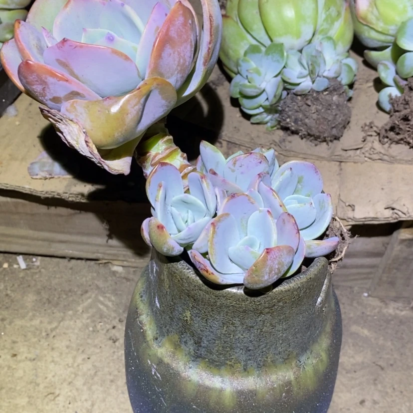 【闪购商品】陶瓷罐我****eYH082
