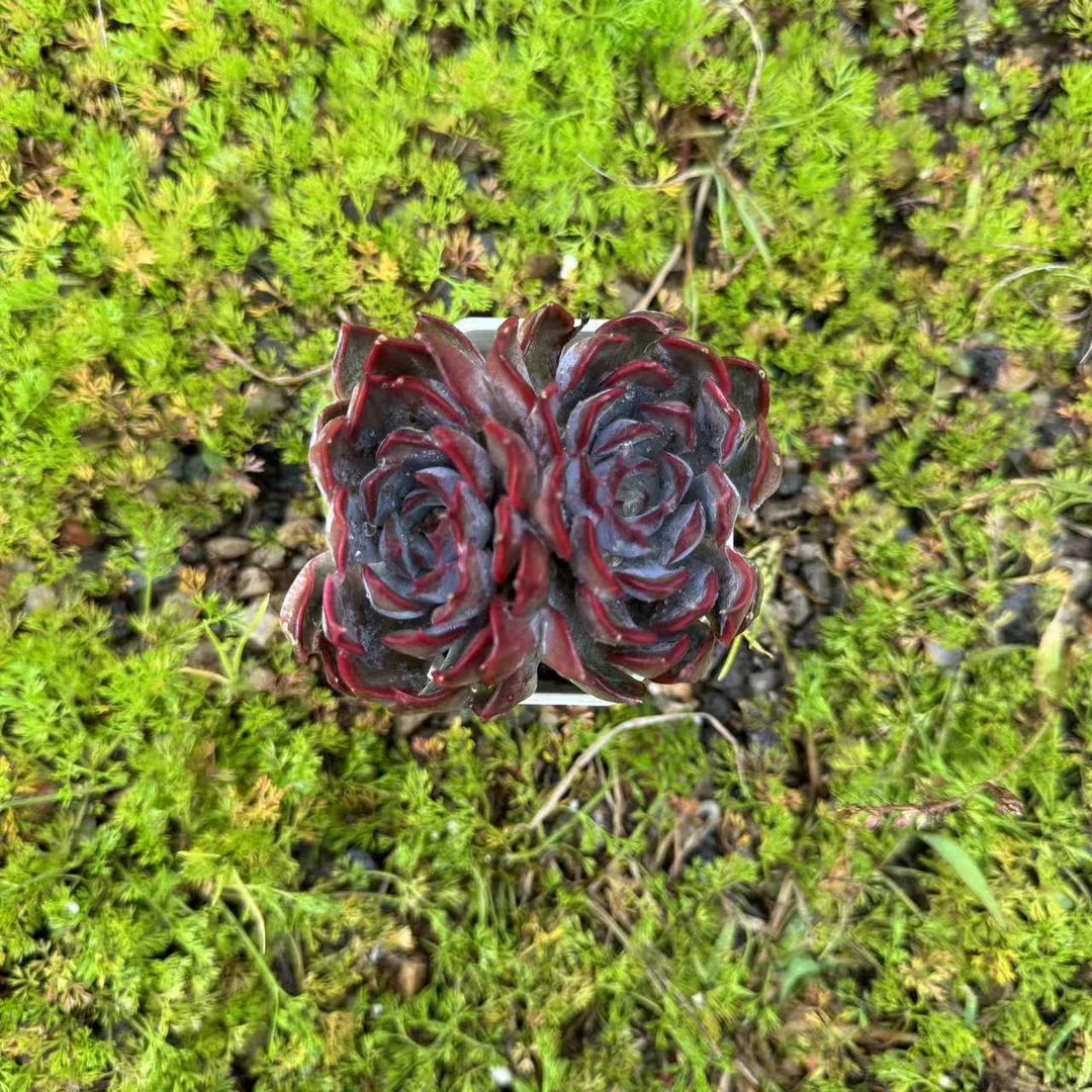 宁姑娘暗冰#发货进口种植售后地区拍下包赔