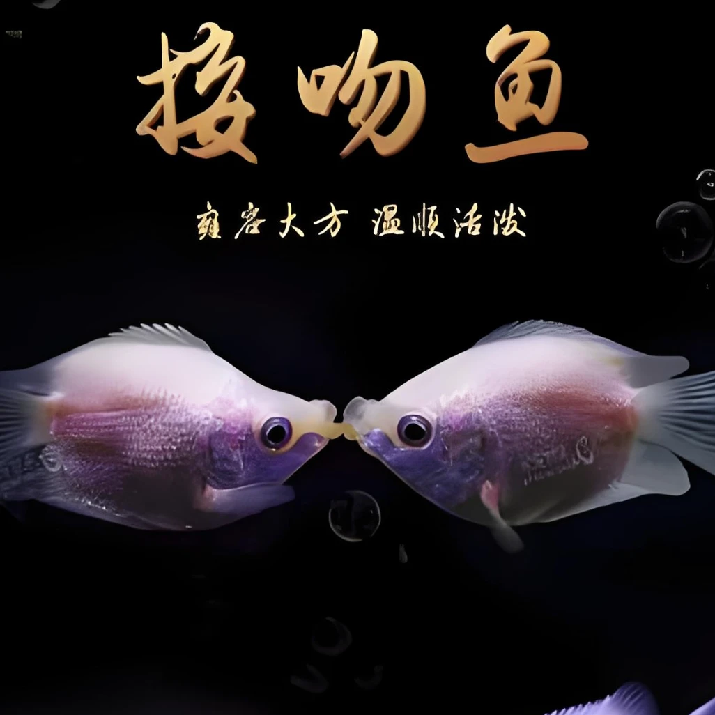 (接吻鱼)观赏鱼热带鱼活体亲嘴鱼养殖活物