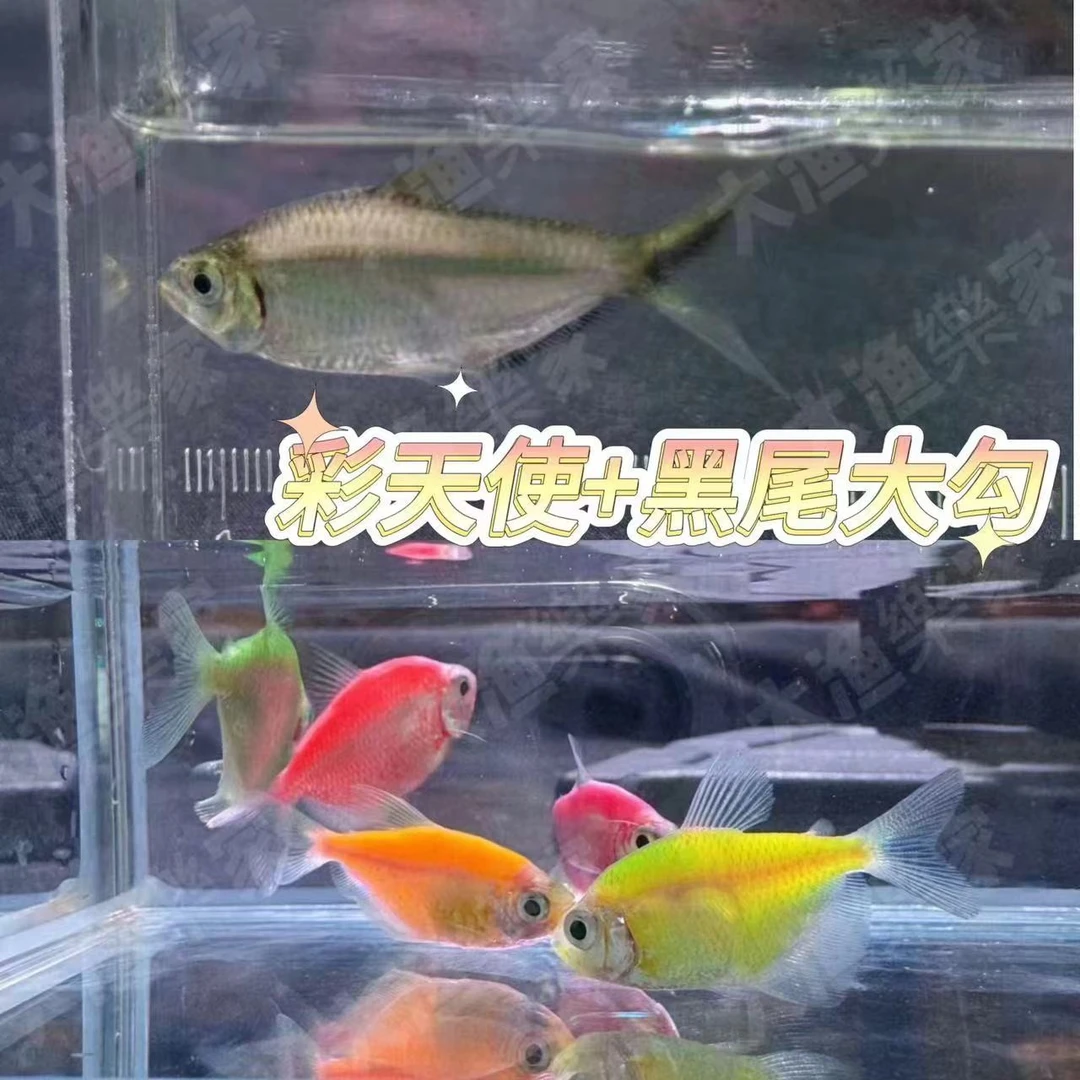 （天使+大勾）观赏鱼热带鱼活体群游观赏鱼养殖活物