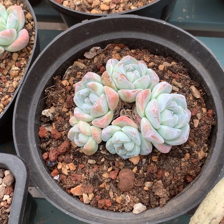 冰糖雪梨花花花花花花