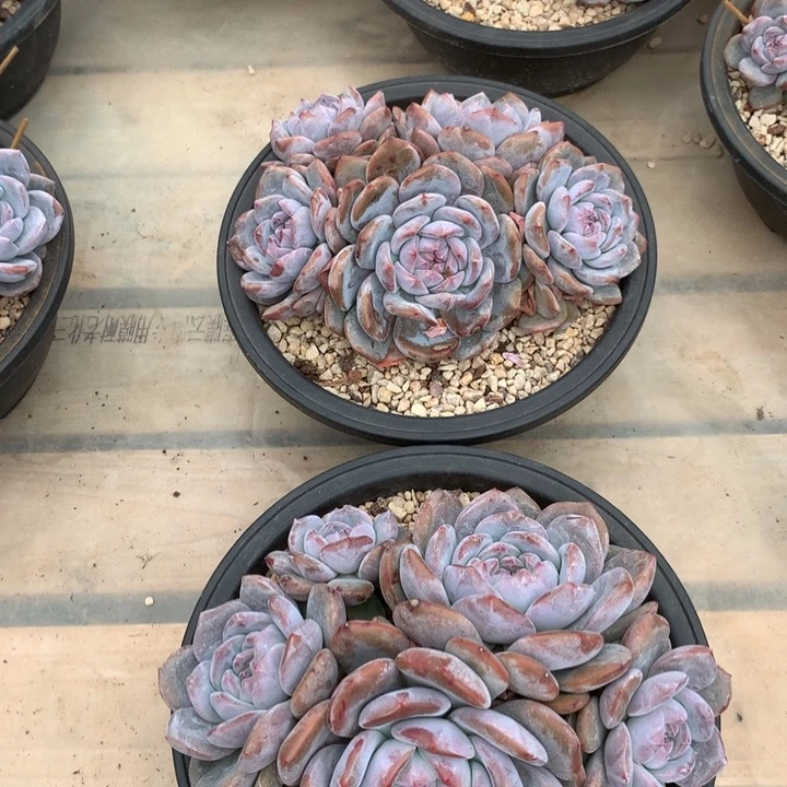 会飞的猪八戒花花花花花