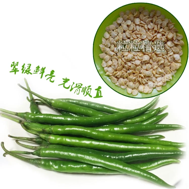 线椒种子超长高产 长线辣椒种子 螺丝辣椒种子螺丝椒种子特大特长