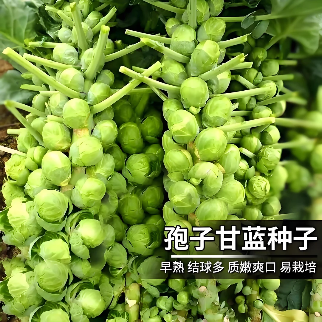 孢子甘蓝种子 四季蔬菜种子 阳台盆栽菜抱子种籽高产农家菜籽观赏