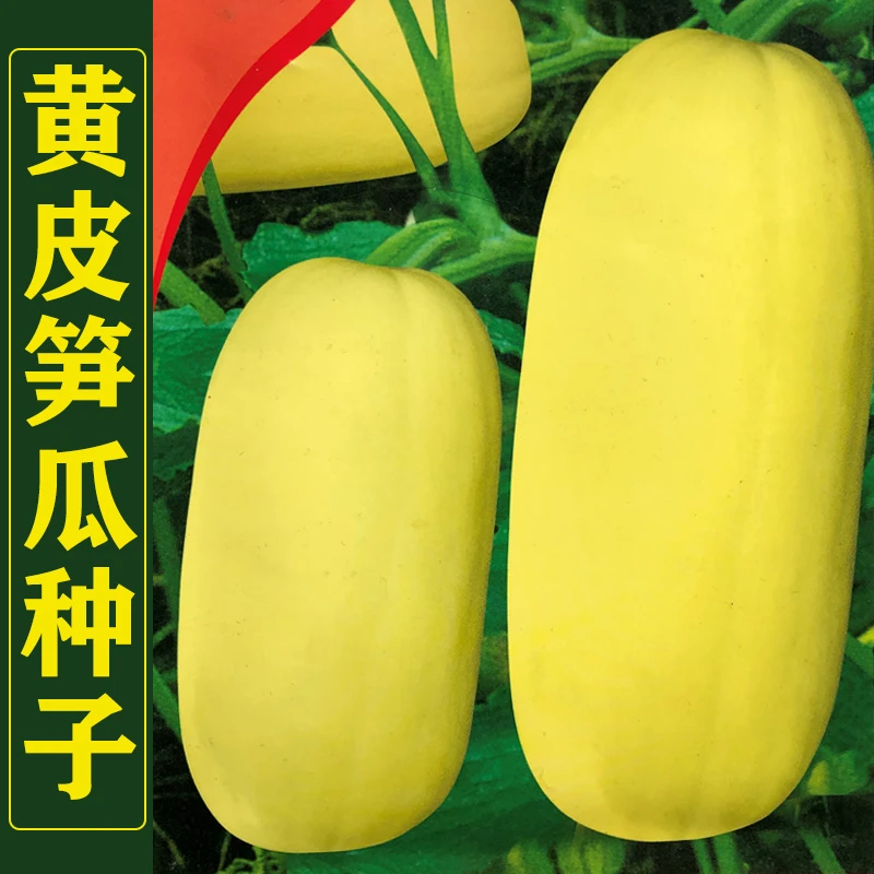 黄皮白皮种植种籽孑春秋早中熟爬藤观赏食用白吊瓜黄吊瓜蔬菜种子