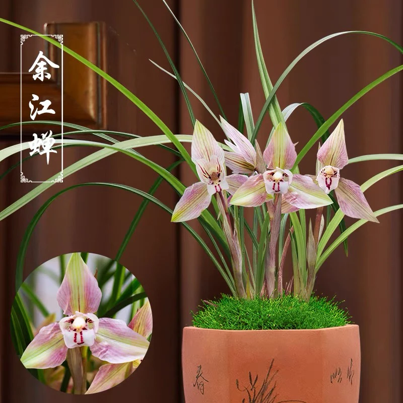 双11兰花苗春兰余江禅（带花苞）