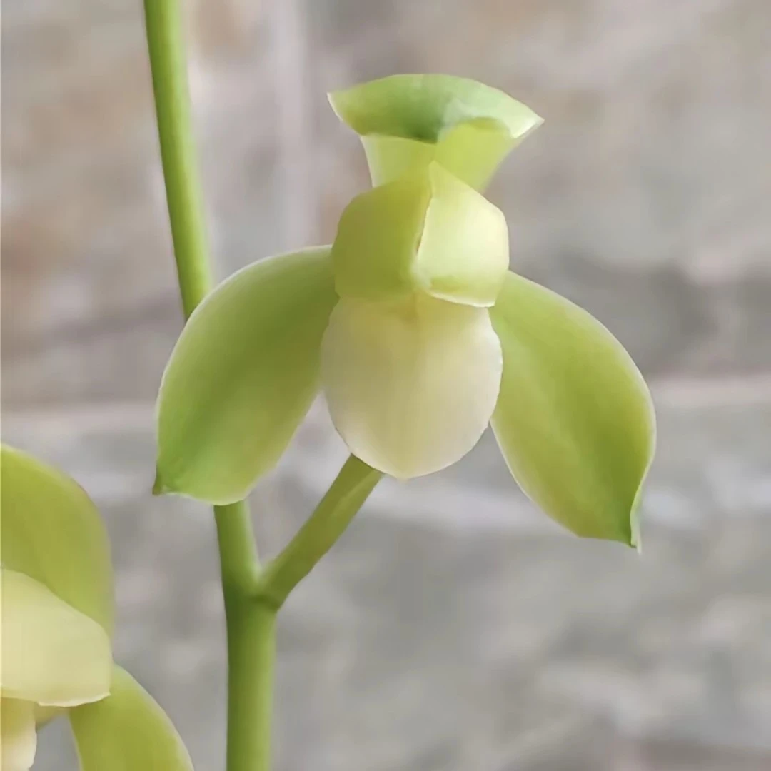 小乔建兰花苗四季兰素花浓香绿植花卉夏秋季带花苞盆栽