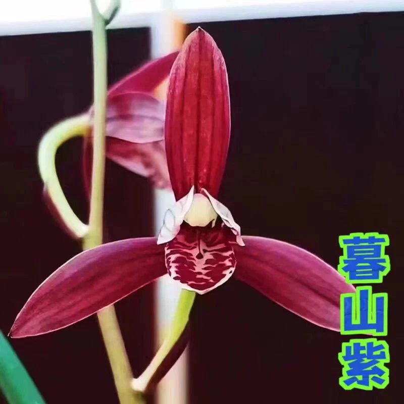 建兰四季兰暮山紫红花阳台养兰客厅绿植花卉盆栽铭品