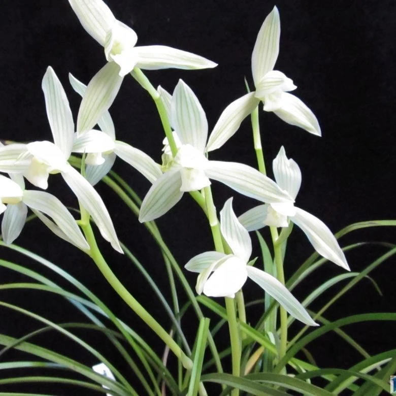 莲瓣兰小雪素素花铭品绿植花卉盆栽阳台客厅带花苞庭院