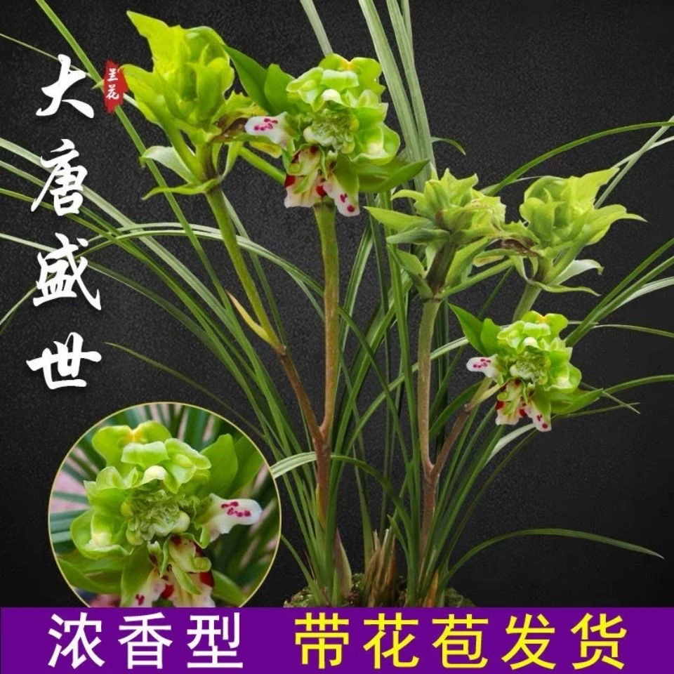 双11兰花苗春兰大唐盛世(带花苞）