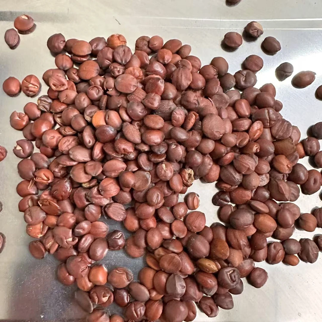 艾灸慈悲甄选酸枣仁