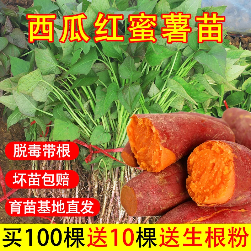 西瓜红蜜薯脱毒红薯地瓜苗秧农科院原种苗红薯苗食用番薯苗