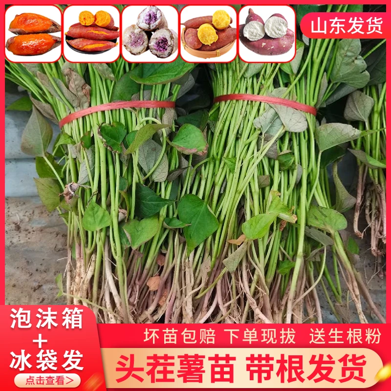 烟薯25号红心蜜薯苗原种脱毒红薯地瓜秧苗高产番薯苗农科院种植苗