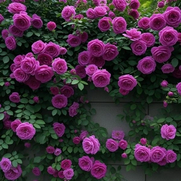 爬藤蔷薇花苗四季开花藤本月季爬藤花苗爬藤庭院大花阳台花卉盆栽