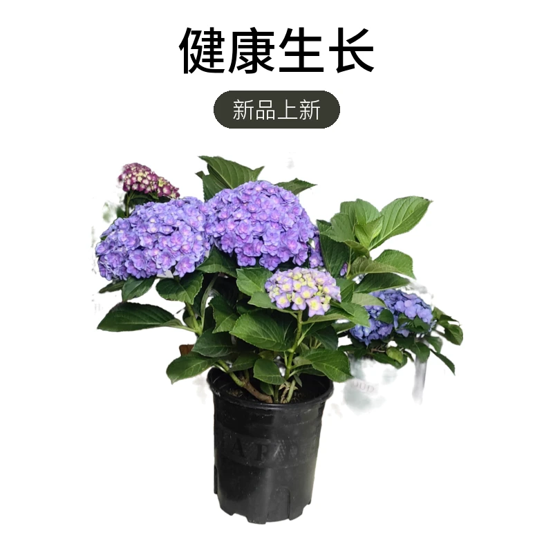 太阳神殿1.5加仑 露天盆栽好养护易种植昆明发货