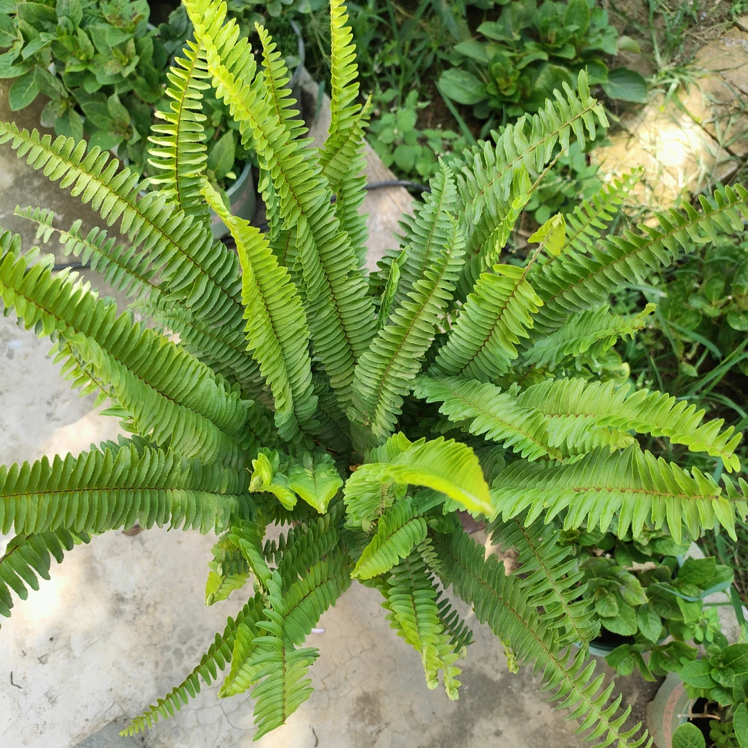 肾蕨 1.5 加仑带盆栽好长期丛生北方养护中秋节绿植