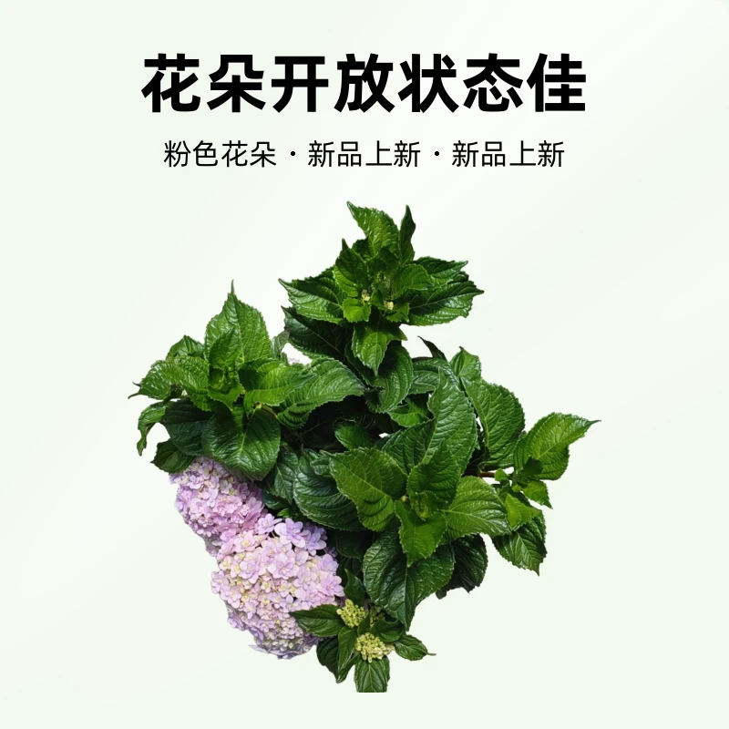花手鞠绣球花 1.5 加仑带盆栽好养护生长快美丽光照土壤施肥根部