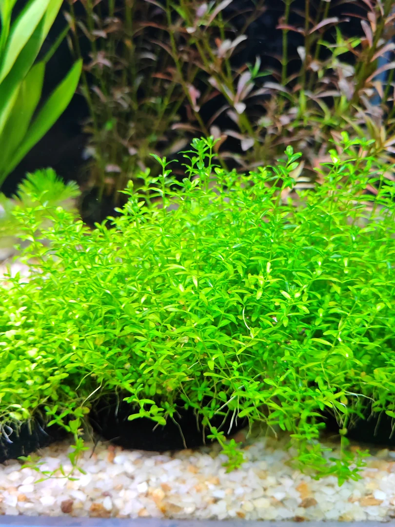 高珍珠坨草水草鱼缸造景