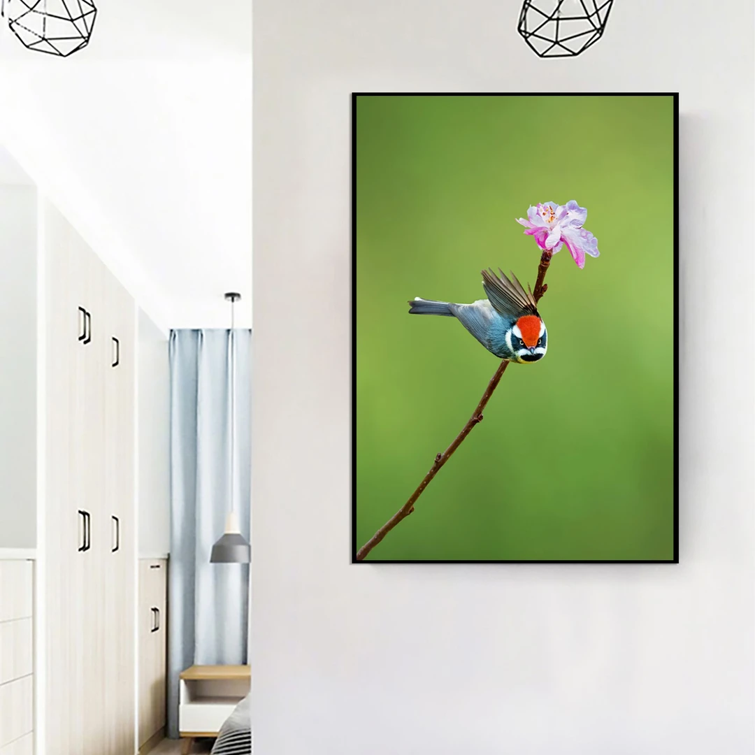 现代风家装鸟类装饰画鸟王推荐..（张飞鸟）红头长尾山雀