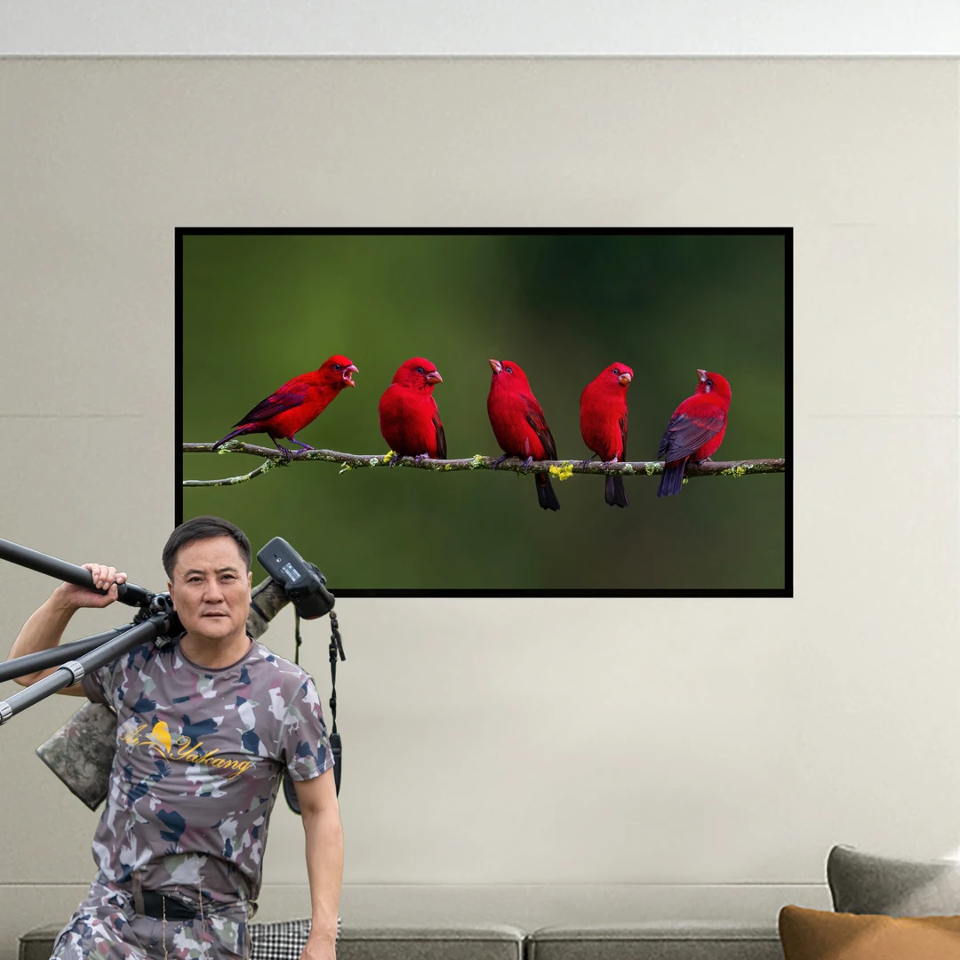 现代风家装鸟类装饰画鸟王推荐..血雀（鸿运之家）