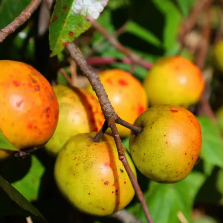 临沧山头·丑多依（酸甜可口）