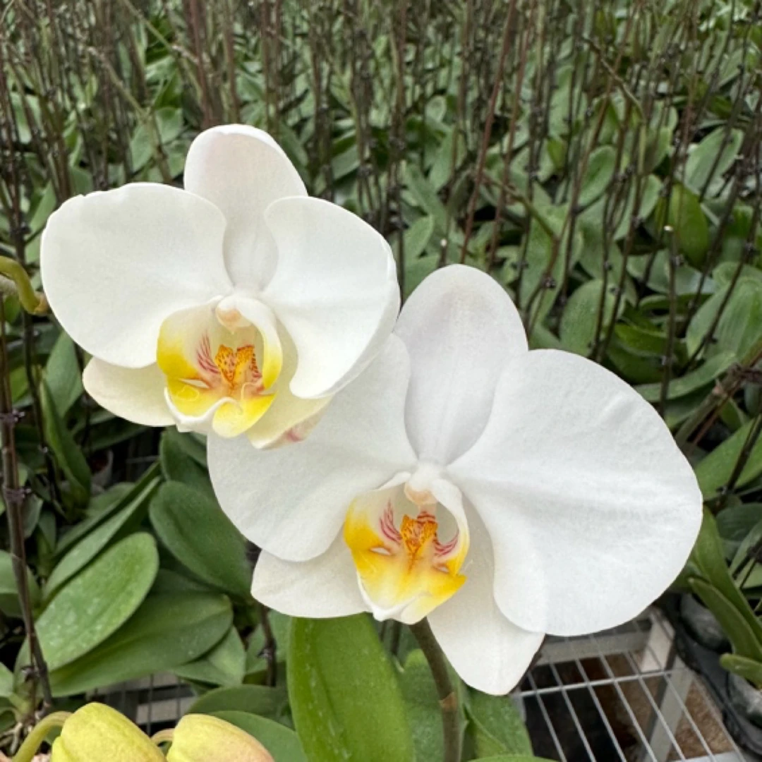 蝴蝶谷【探险王子】3.5寸杯未出梗苗无花苞