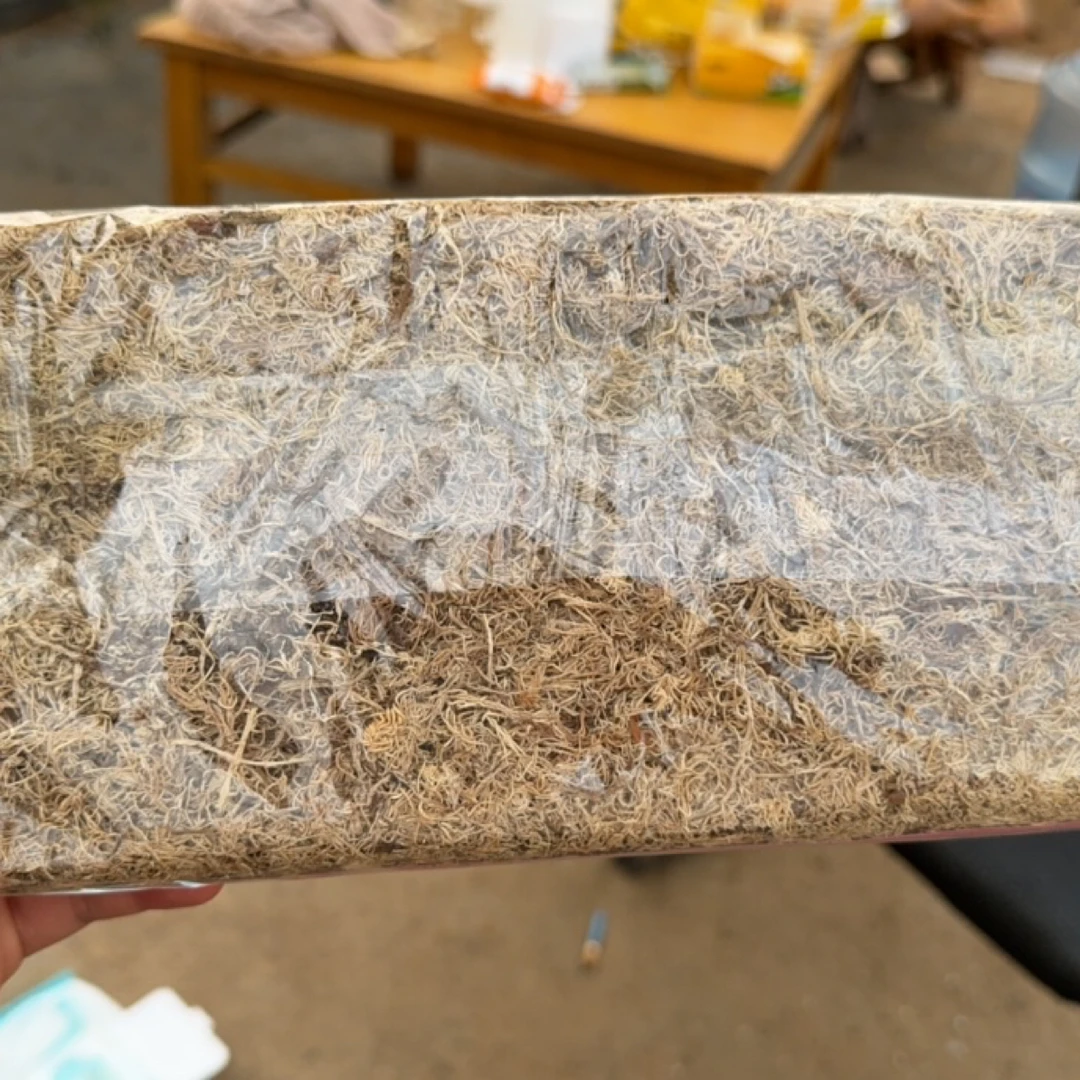 蝴蝶谷【水苔】蝴蝶兰升杯专用