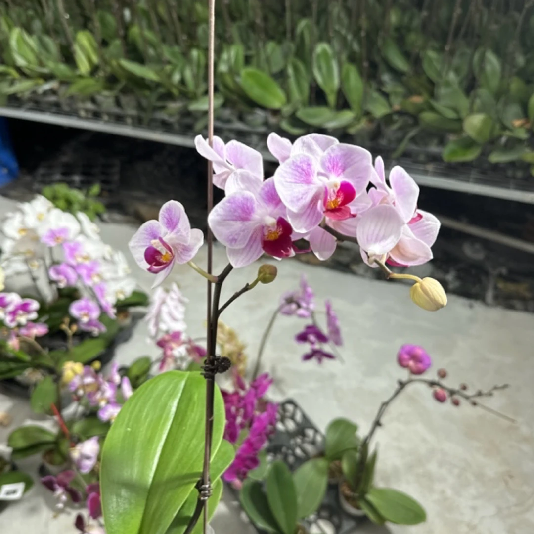 蝴蝶谷【红媚貂蝉】3.0寸杯开花株（福利苗无售后）