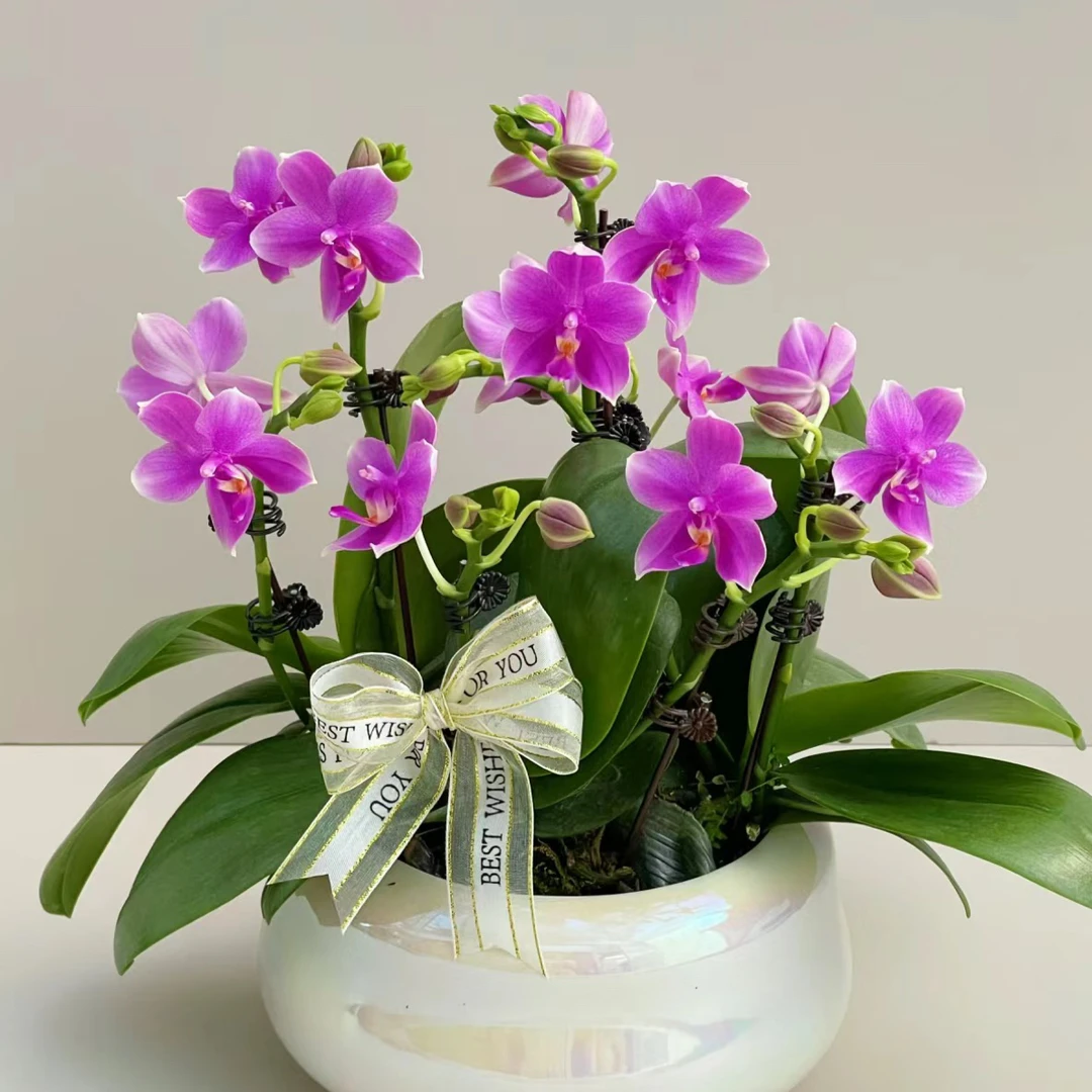 蝴蝶谷【香奈儿】2.8寸杯未出剑苗浓香型蝴蝶兰（叶片变异）