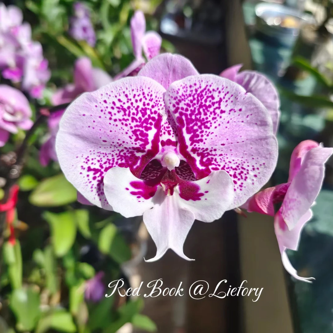 蝴蝶谷【乌龙茶】3.5寸加高杯出剑苗蝴蝶兰