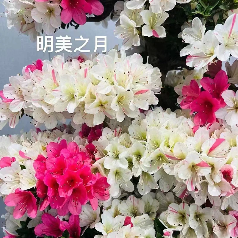 杜鹃花盆景盆栽造型美观品种规格齐全 适合庭院阳台别墅 一物一拍