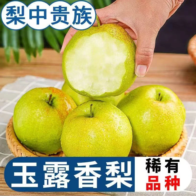 福利促销试吃6枚装隰县玉露香梨皮薄多汁香甜可口现货包邮现发