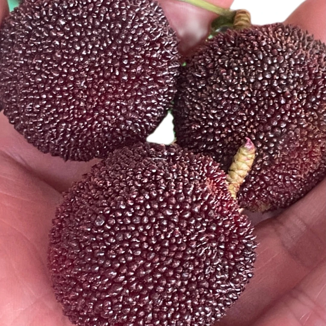 云南黑枝杨梅松香杨梅现摘现发自带松香味酸甜可口汁水多孕妇水果