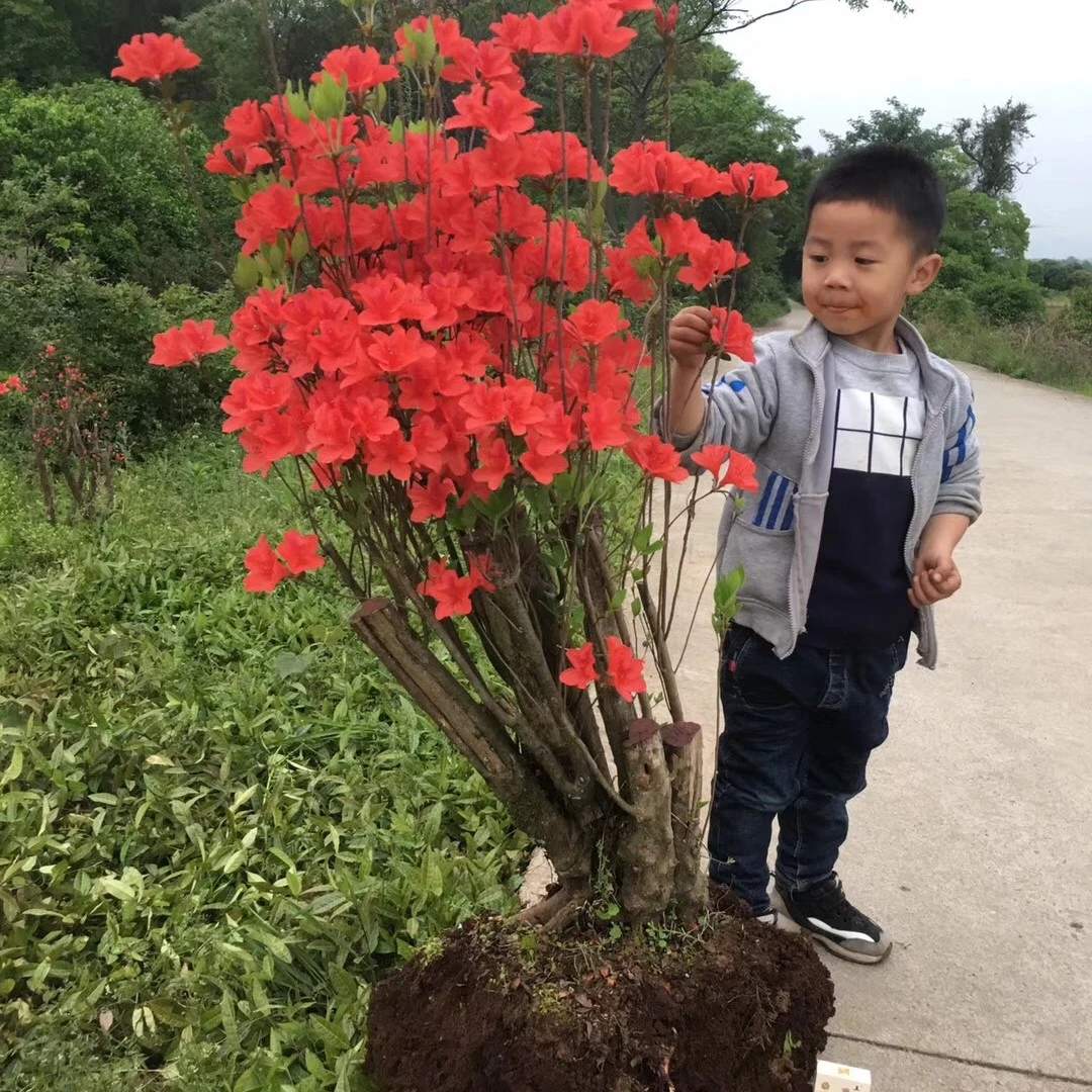 盆景盆栽绿植造型盆景