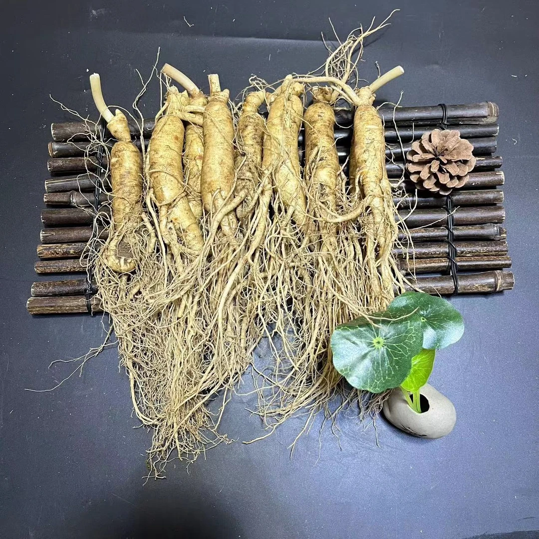 吉林长白山新鲜带土人参园参