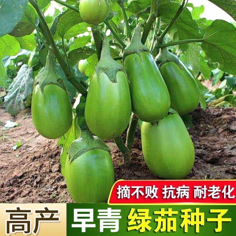 青皮茄子绿茄子种子绿罐高产四季易种耐寒阳台盆栽青茄子蔬菜种子