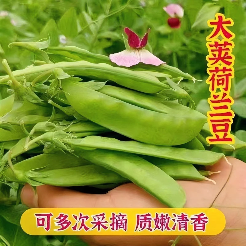 7.99三包【矮生双荚荷兰豆种子】耐冻不搭架高产软荚菜豌豆蔬菜种子