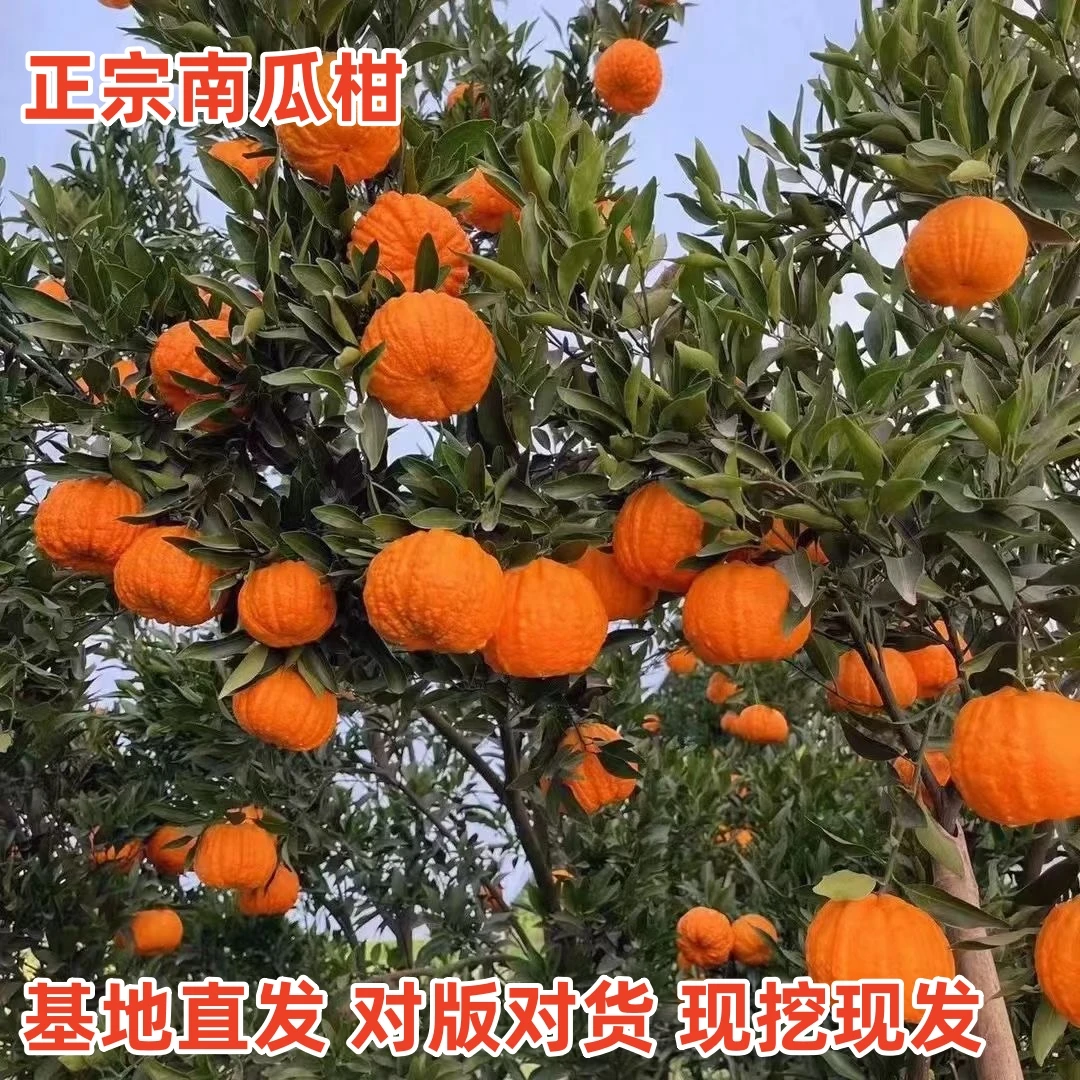 【带土带叶】新品种正宗南瓜柑橘 嫁接 无核柑桔盆栽地栽南北方种植