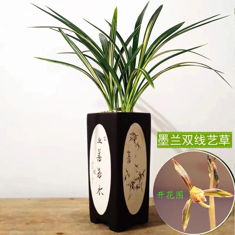 【宇宙殿】墨兰铭品宇宙殿带黄金中透艺绿植花卉室内花卉