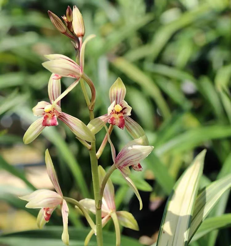 【福隆】建兰福隆中透线艺带金边铭品浓香四秀兰室内绿植盆栽