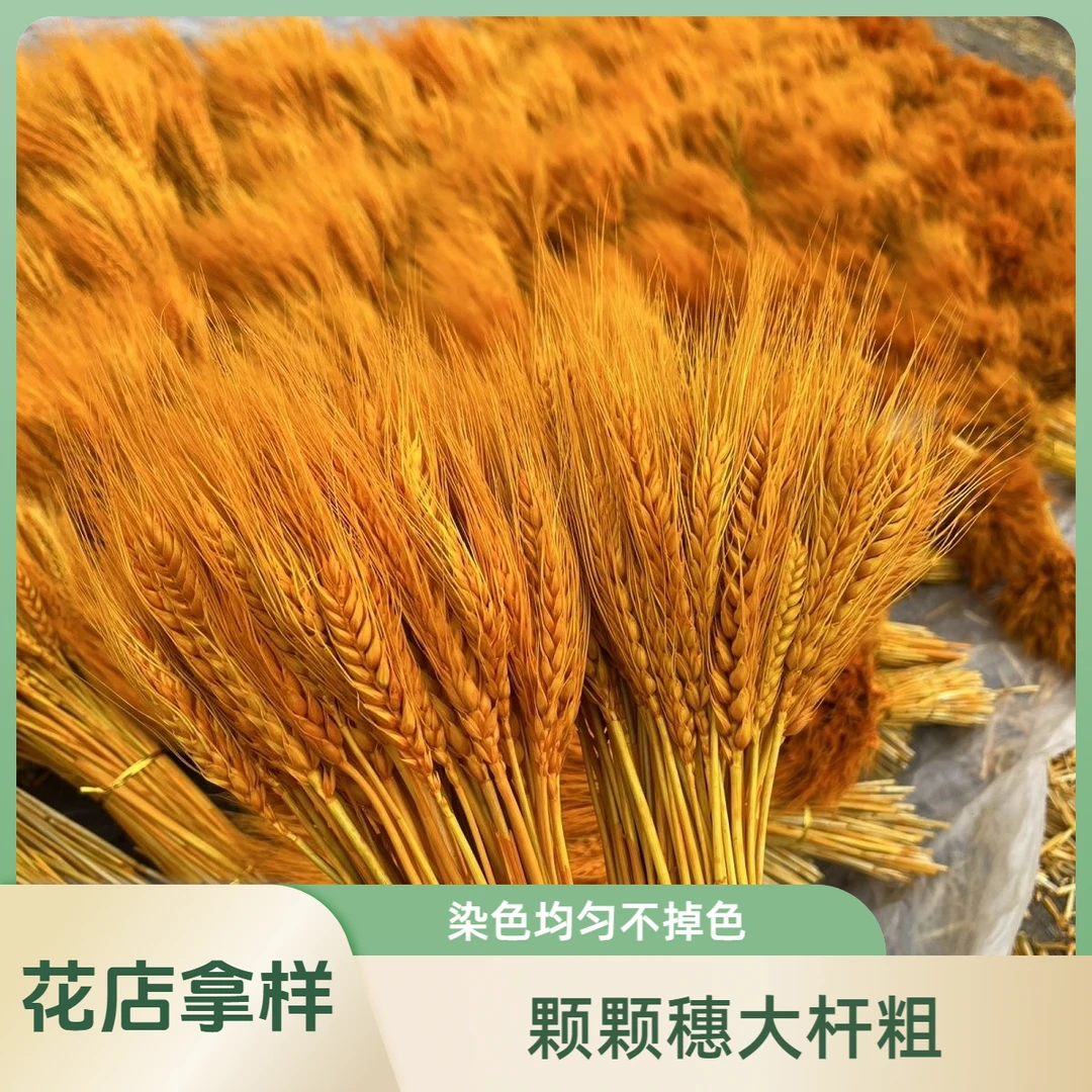 【花店拿样】天然风干麦穗干花束客厅摆设黄金色大麦装饰品小麦摆件