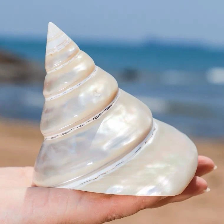 珍珠塔螺夜光荧光扭转天然海螺贝壳家居鱼缸水族装饰收藏摆件包邮