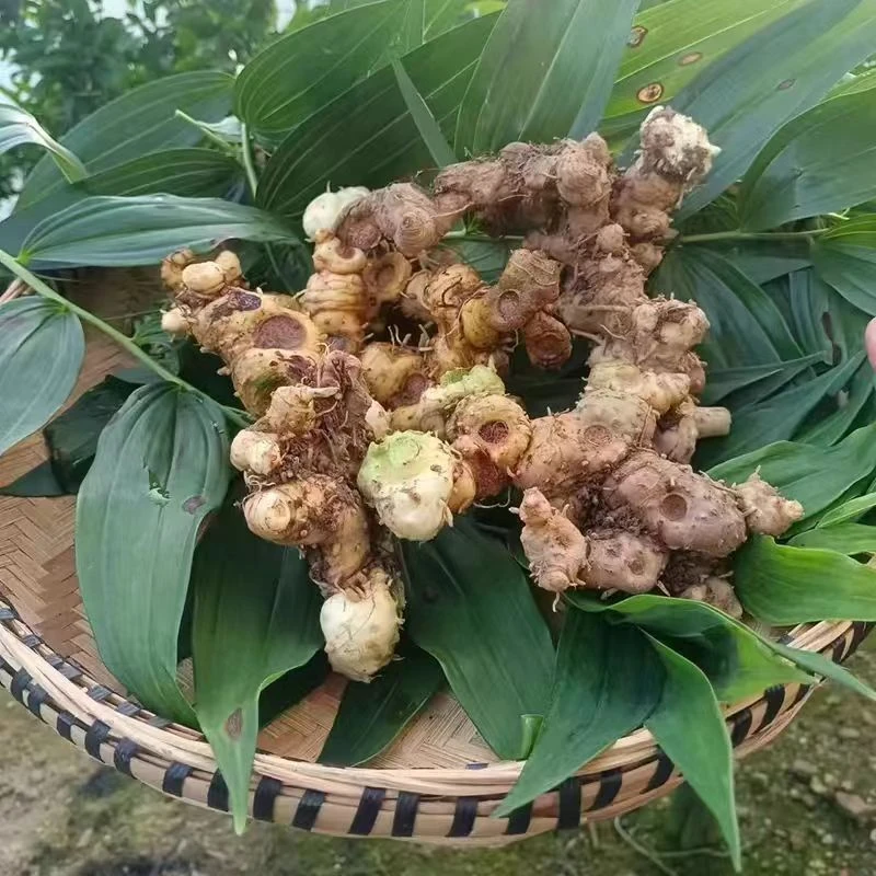 江西野山姜仙人余粮三蒸三嗮根茎