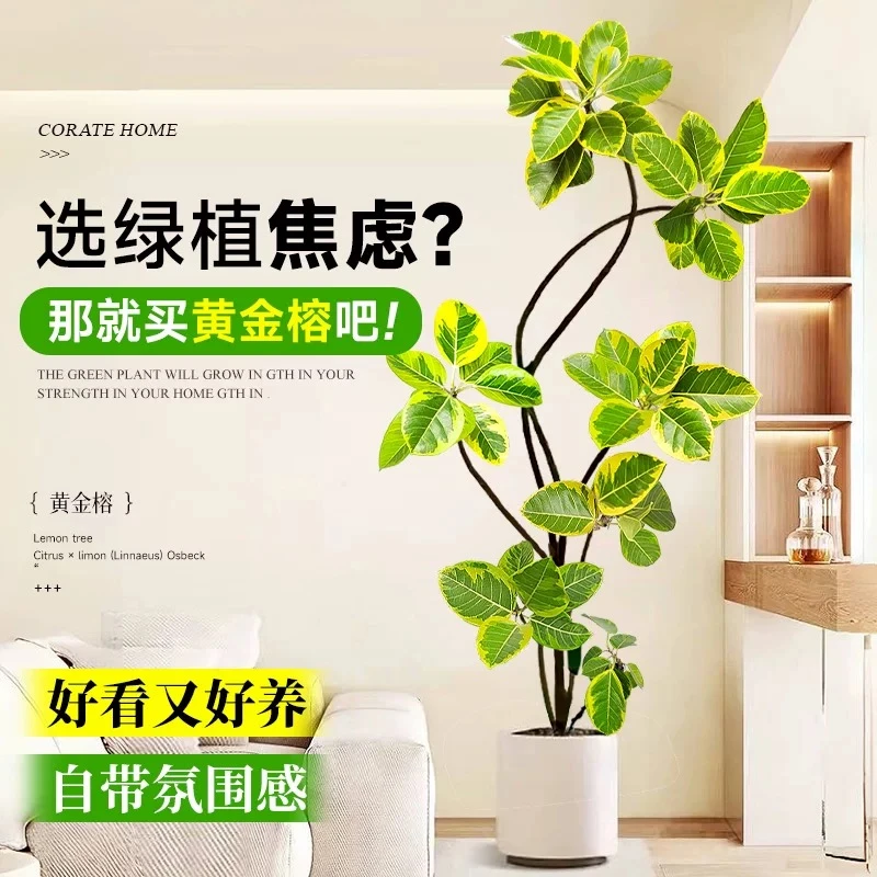 黄金榕盆栽造型绿植室内客厅观叶大型植物花叶榕橡皮树青叶富贵榕