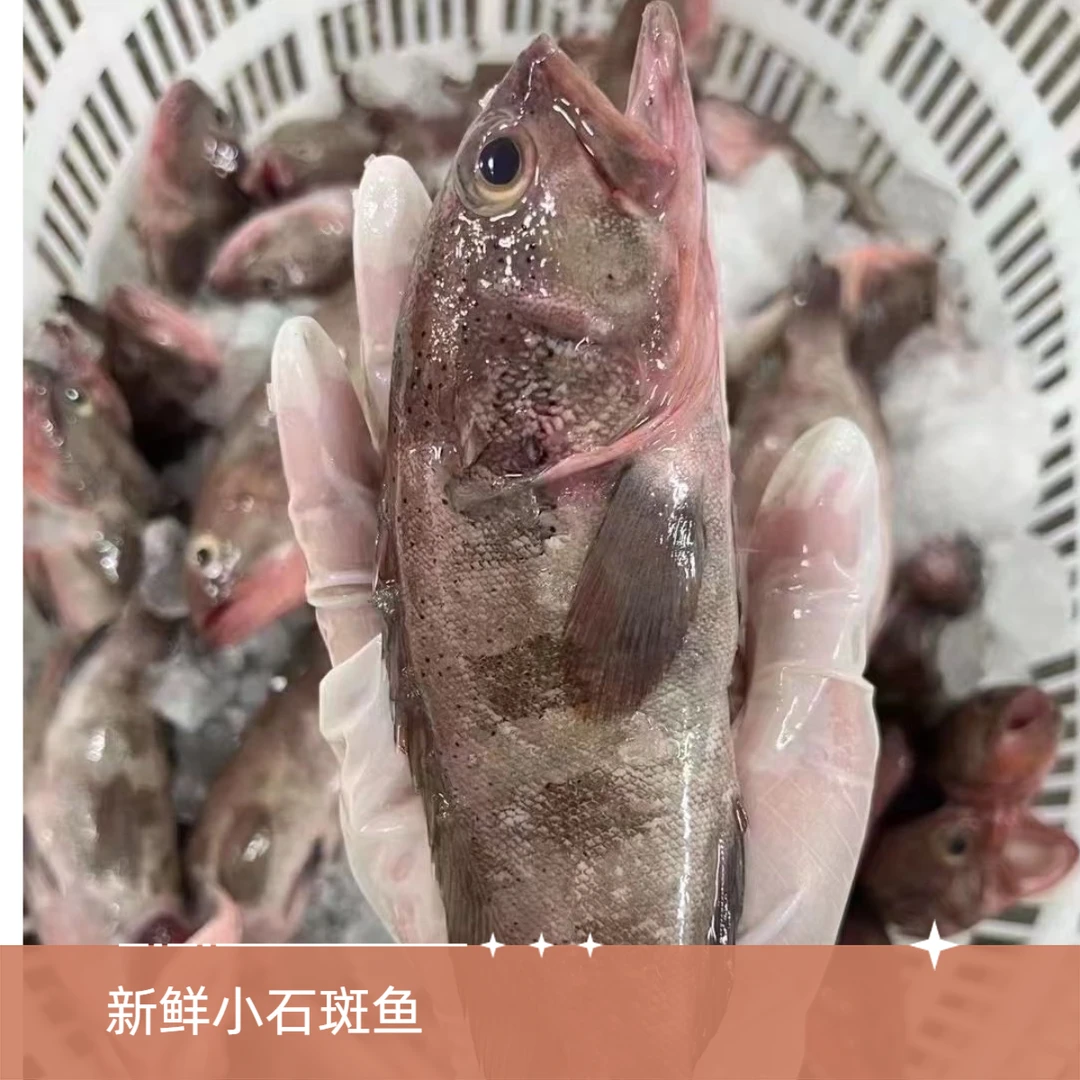广东渔港海鲜新鲜石斑鱼【一斤2-3条,到手4斤】