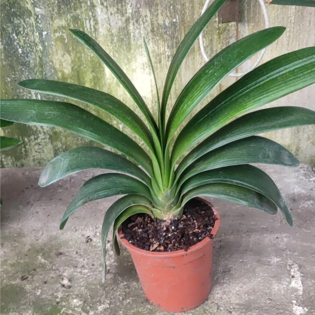 精品红花君子兰室内花卉高档好养绿植兰花盆栽大颗苗