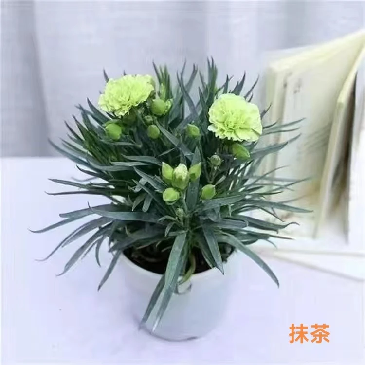 康乃馨【抹茶】原盆原土带花苞发货轻微掉叶片掉花苞不售后介意勿拍