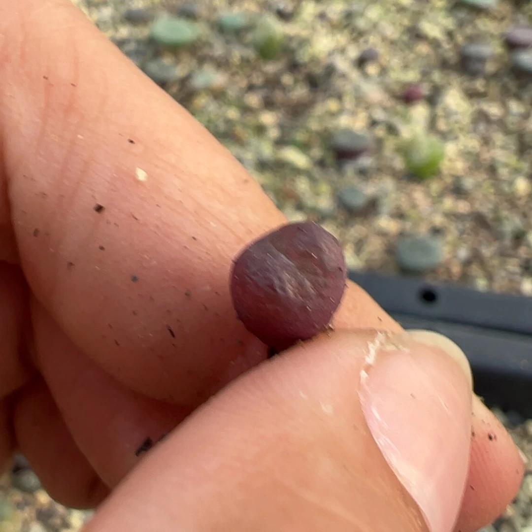 雒*111111111111111111多肉