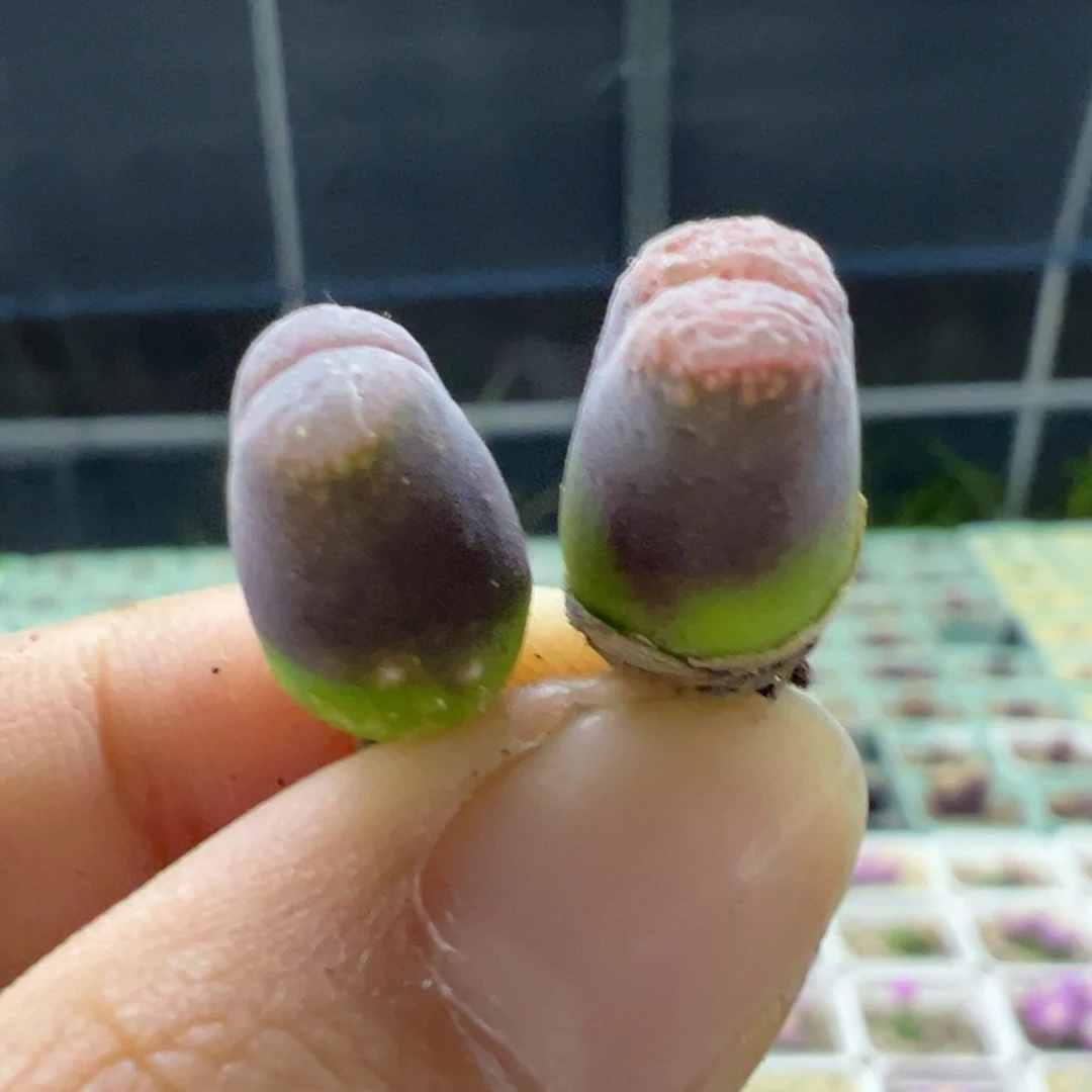 ?****?奶哈风铃多肉